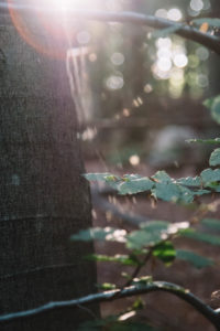 Forest vegetation in backlight, close-up Forest vegetation in backlight, close-up